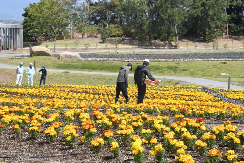 中国地方最大級の花畑、きょうオープン 山口きらら博記念公園 [写真