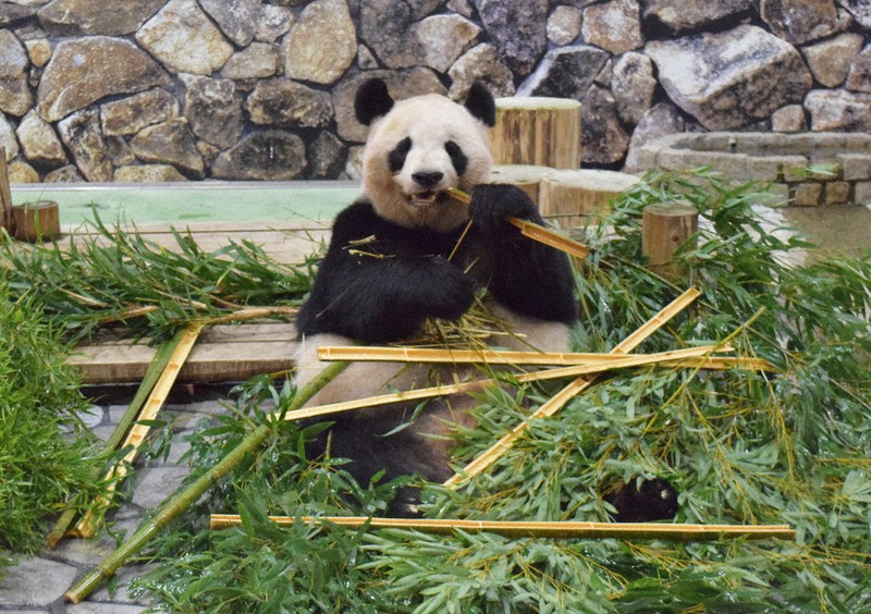 和歌山・白浜パンダ、中国へ 6月末ごろ 全4頭「帰国」 | 毎日新聞