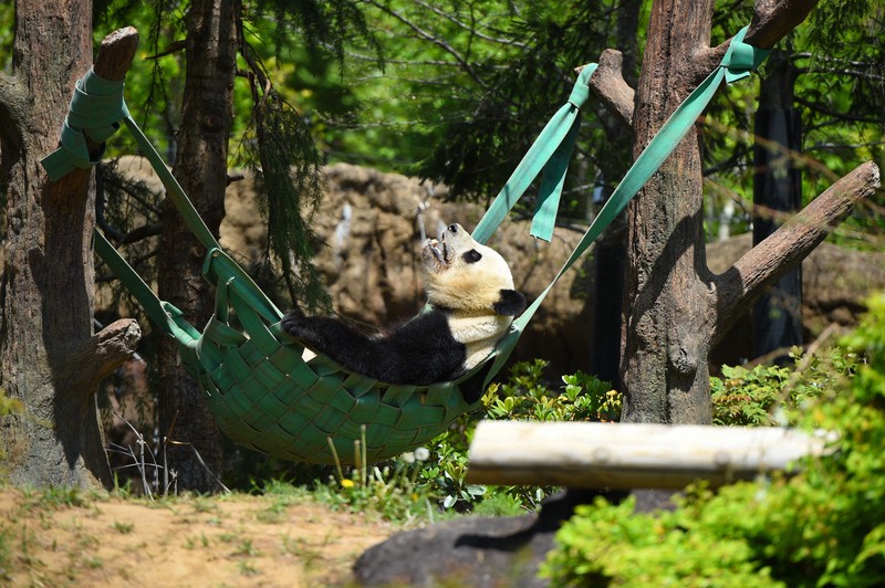 シャオシャオは木登りに夢中 健康管理のトレーニングも継続中 | 毎日新聞