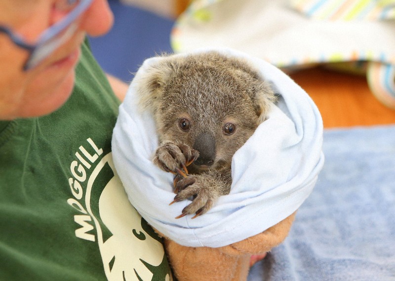 ヘリからコアラ狙撃、700頭「安楽死」 批判広がる 豪州国立公園 [写真