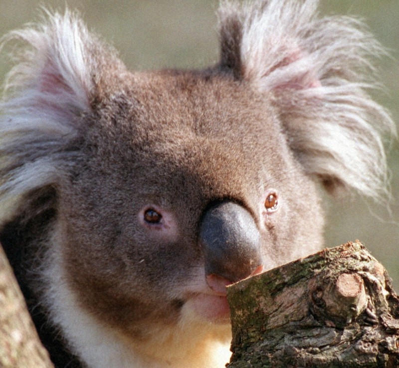 ヘリからコアラ狙撃、700頭「安楽死」 批判広がる 豪州国立公園 [写真