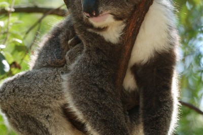 オーストラリア南東部のヒールスビル自然保護区に暮らすコアラ＝2005年4月12日、川辺章生撮影