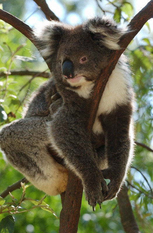 オーストラリア南東部のヒールスビル自然保護区に暮らすコアラ＝2005年4月12日、川辺章生撮影