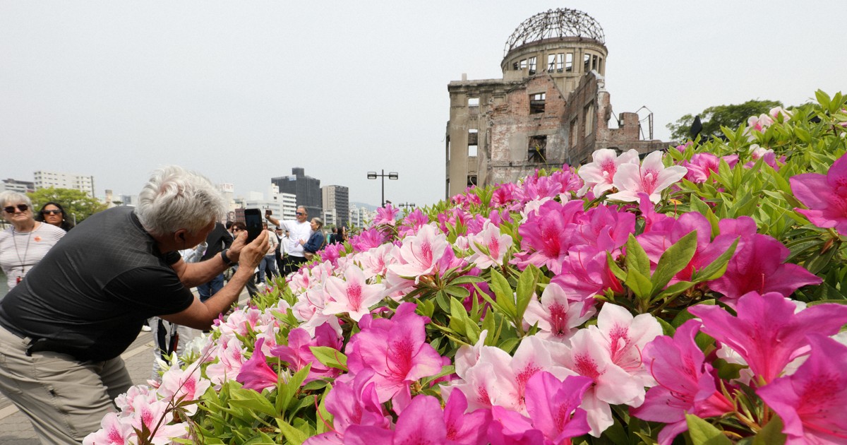 赤、白、ピンクのかれんな花々 原爆ドーム周辺のツツジが見ごろ | 毎日新聞