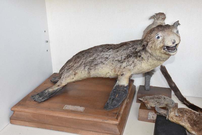 学校に剥製、なぜあるの？ 「ニホンアシカ」発見の立役者に聞く | 毎日新聞