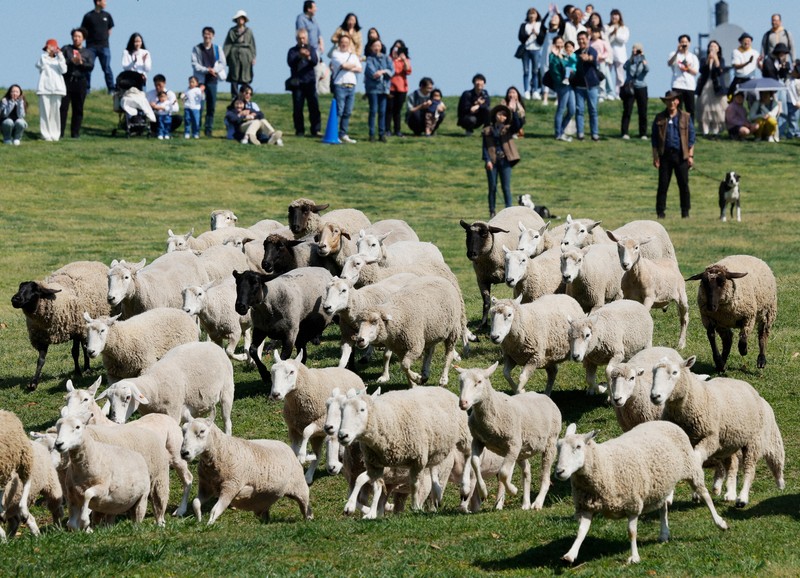 ひつじ、ヒツジ、羊…… マザー牧場でGWイベント「ひつじの大放牧