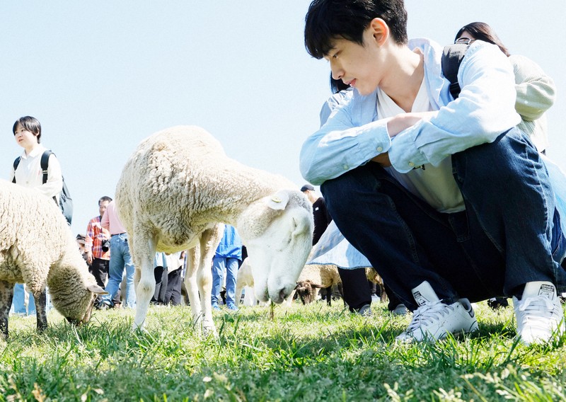 ひつじ、ヒツジ、羊…… マザー牧場でGWイベント「ひつじの大放牧