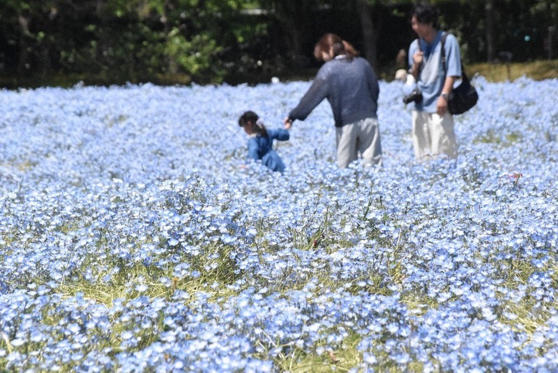 地上に広がる春の「青空」 ネモフィラが見ごろ 三重・桑名 | 毎日新聞