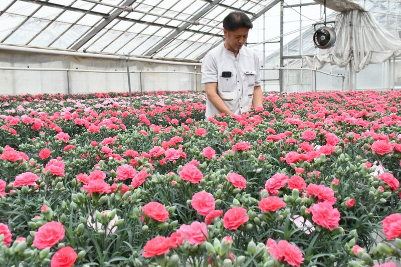 赤やピンク、黄… 「母の日」目前、カーネーション栽培が最盛期 | 毎日新聞
