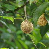 ナツメグ＝エスビー食品提供