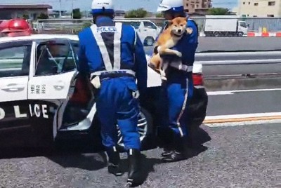 高速道路上で捕獲され、警察官に抱きかかえられてパトカーに乗せられる柴犬＝川崎市高津区の第三京浜下り線で2025年4月29日（「ひなきち・まさてり」さん提供）