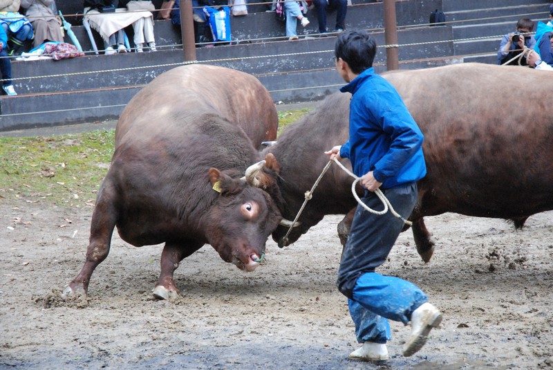 雄牛の角 世界一太いツノを持つ牛 - GIGAZINE