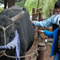 迫力の「牛の角突き」 新潟で3日から初場所 重要無形民俗文化財 [写真