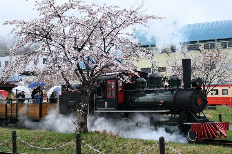 春雨、桜 進む白煙 アイアンホース号、小樽で今季初運行 ／北海道