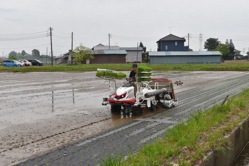 幸手で紙マルチ田植え 有機栽培開始、1カ月半雑草抑制 市、ブランド化
