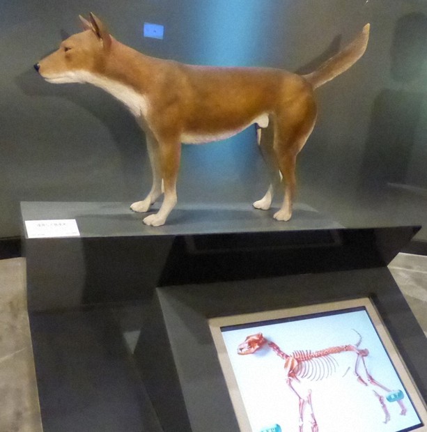 再注目される大阪の弥生犬模型「カイト」 奈良の纒向犬復元のモデル