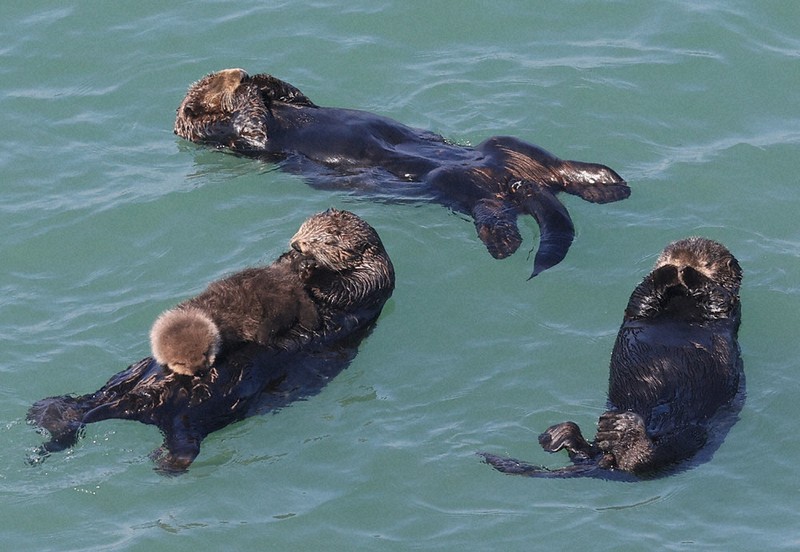 6さいからのニュース：ラッコの赤ちゃんすくすく | 毎日新聞