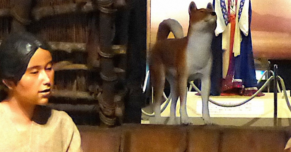 再注目される大阪の弥生犬模型「カイト」 奈良の纒向犬復元のモデル