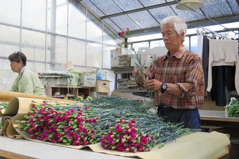 カーネーションの出荷が最盛期 農家高齢化「今後も守りたい」 静岡