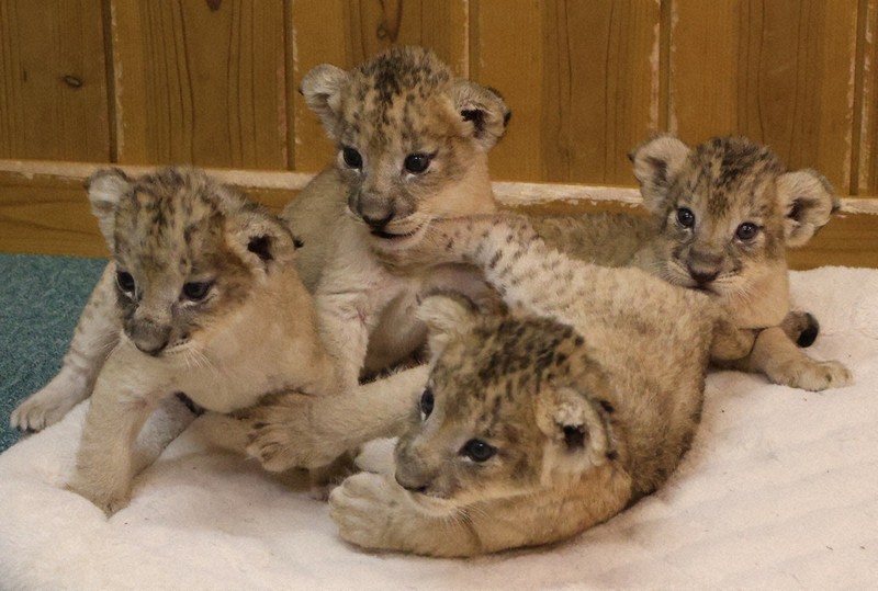 ライオンに四つ子 富士サファリパーク特別公開 ／静岡 | 毎日新聞