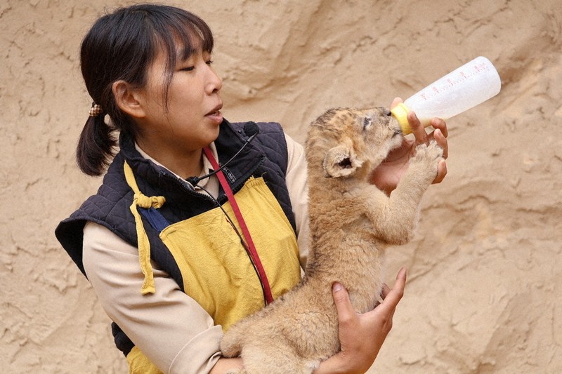 ライオンに四つ子 富士サファリパーク特別公開 ／静岡 | 毎日新聞