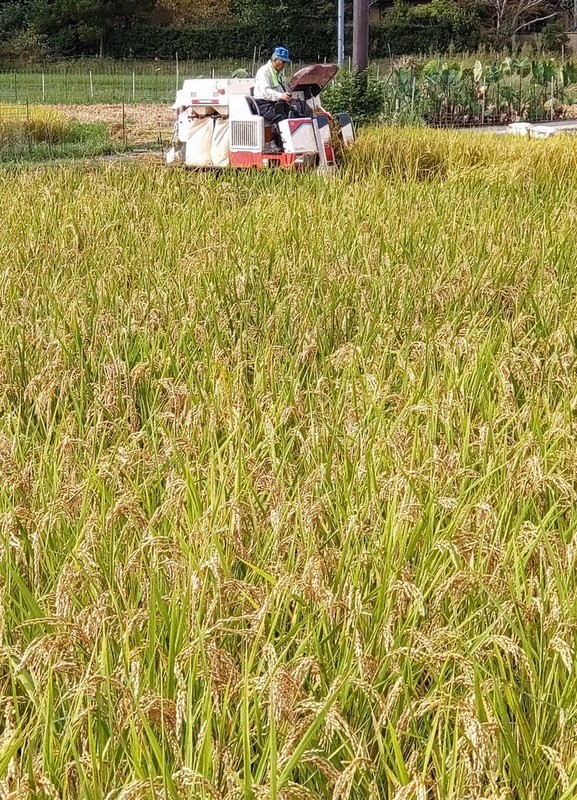 県内ヒノヒカリ 1等米89．6％⇨20．4％ 高温対策呼び掛け 24年・前年比 