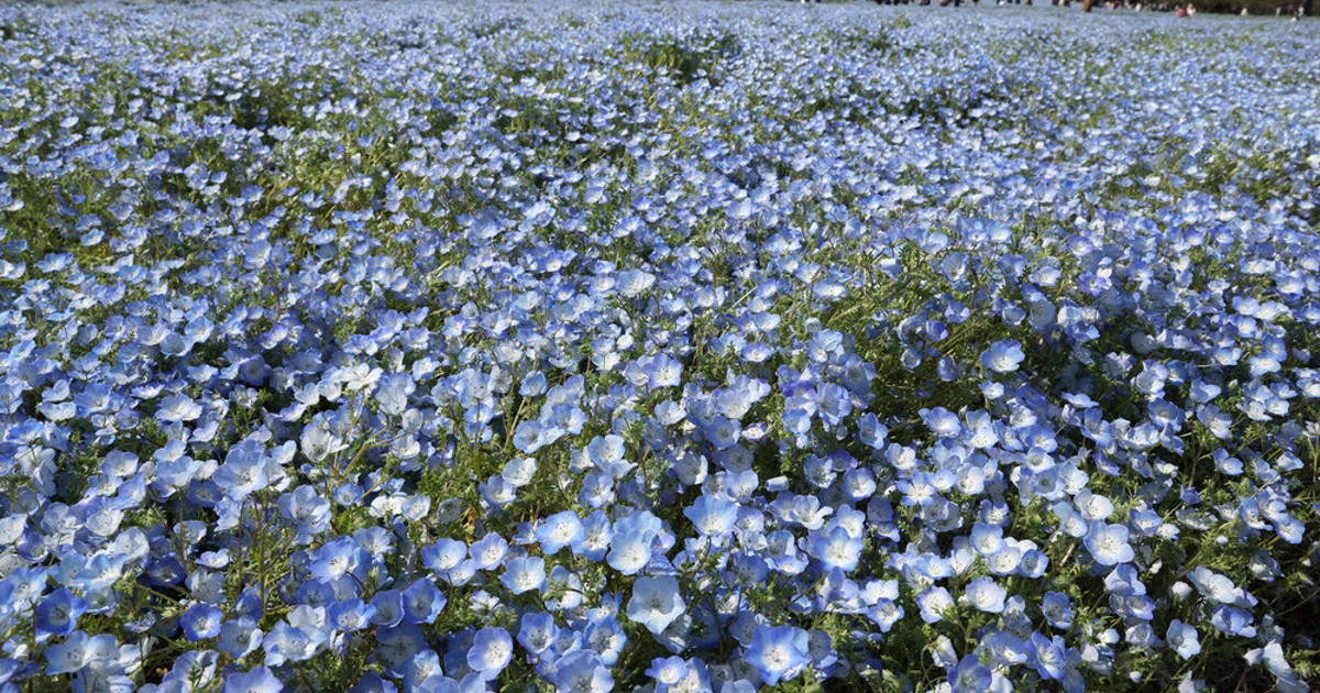 けし畑 0c10.jpg?1