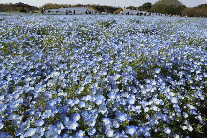 ネモフィラ畑にケシ混入 海の中道海浜公園 職員が確認、焼却処分