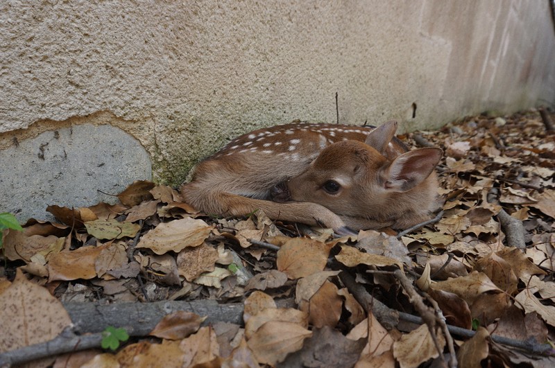庭にいた子鹿 奈良公園内で今年初の子鹿誕生 「母鹿を見かけたら離れて見守って