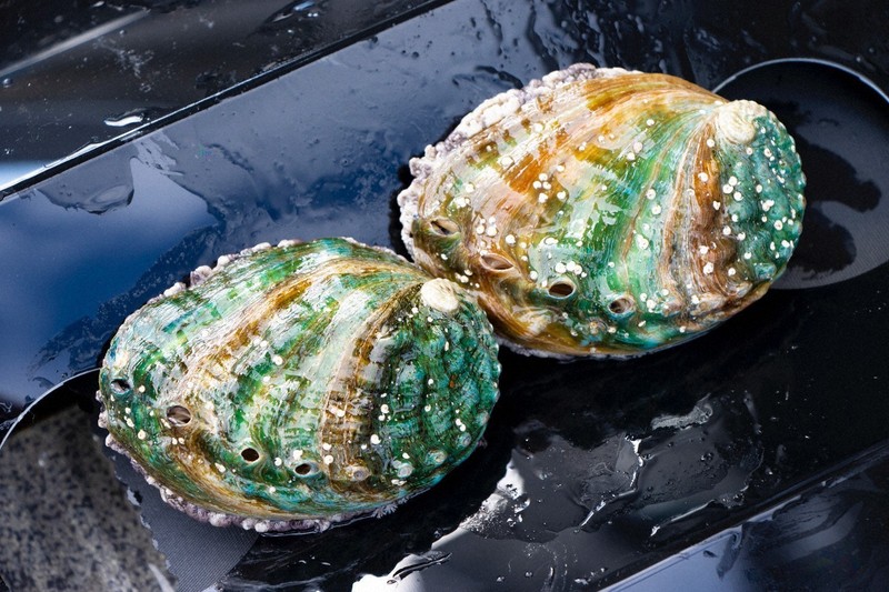 アワビ250万個被害 大船渡山林火災で被災の養殖会社を貝殻で救え