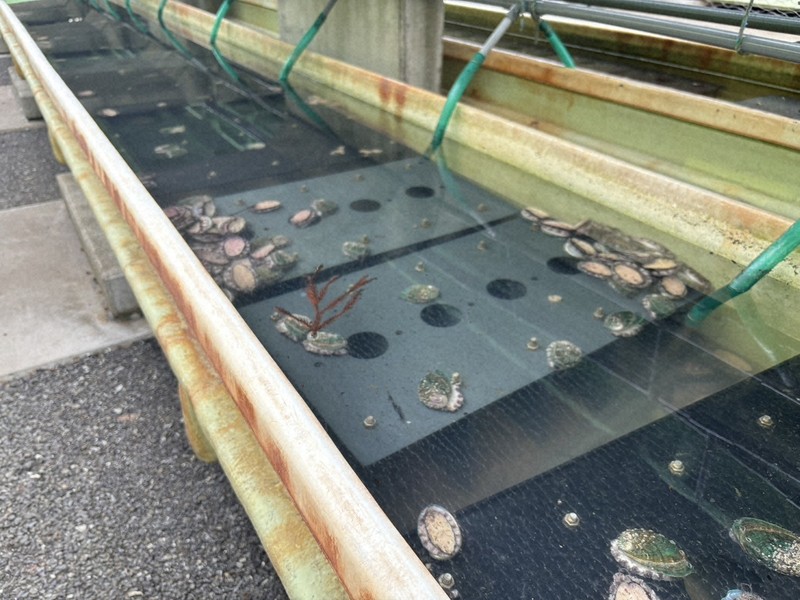 アワビ250万個被害 大船渡山林火災で被災の養殖会社を貝殻で救え