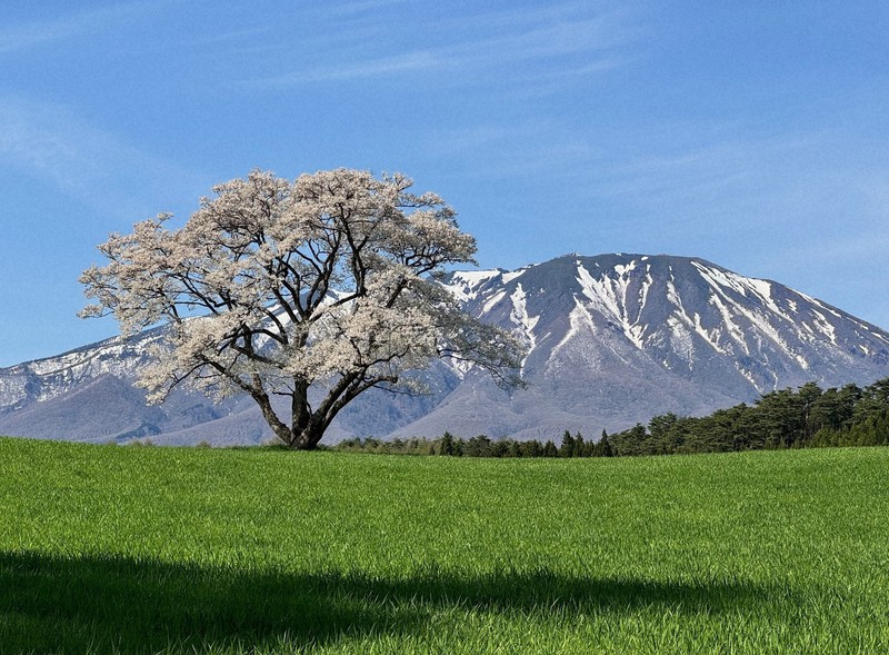 小岩井農場の一本桜が満開 青空と牧草と美のコントラスト 岩手 | 毎日新聞