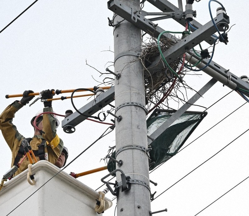 電柱に鳥の巣、通報を 木の枝やハンガーが停電誘発 カラス、持ち去り