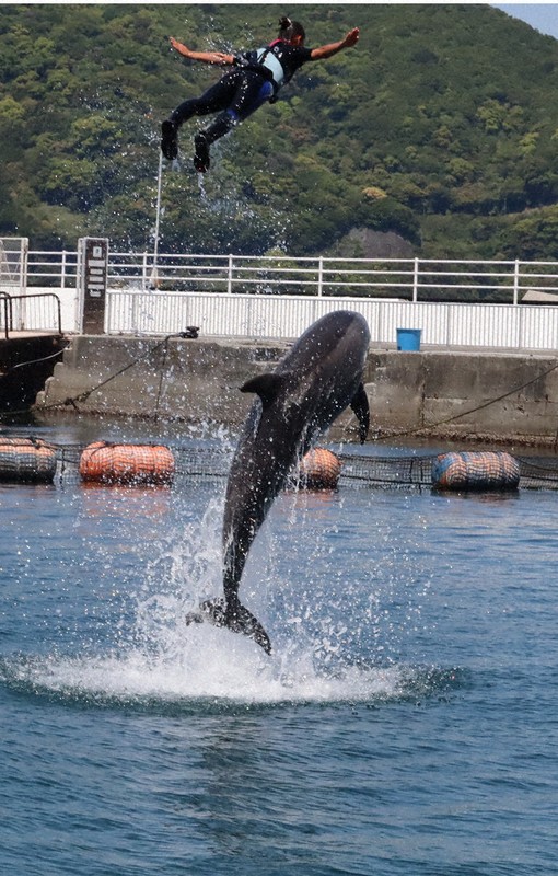 つくみイルカ島 息合わせ、豪快ジャンプ！ GW特別ショー ／大分 | 毎日新聞