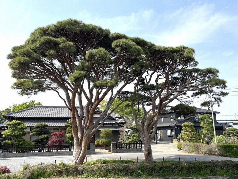 松伏・妙楽寺「多行松」 町の文化財に指定 ／埼玉 | 毎日新聞