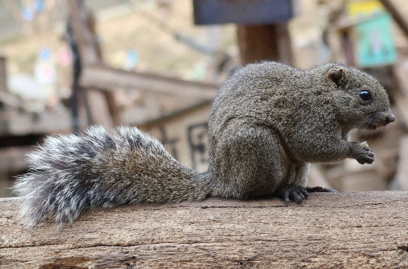 ぷらっとTOKYO：町田リス園 餌をあげて触れ合い ／東京 | 毎日新聞