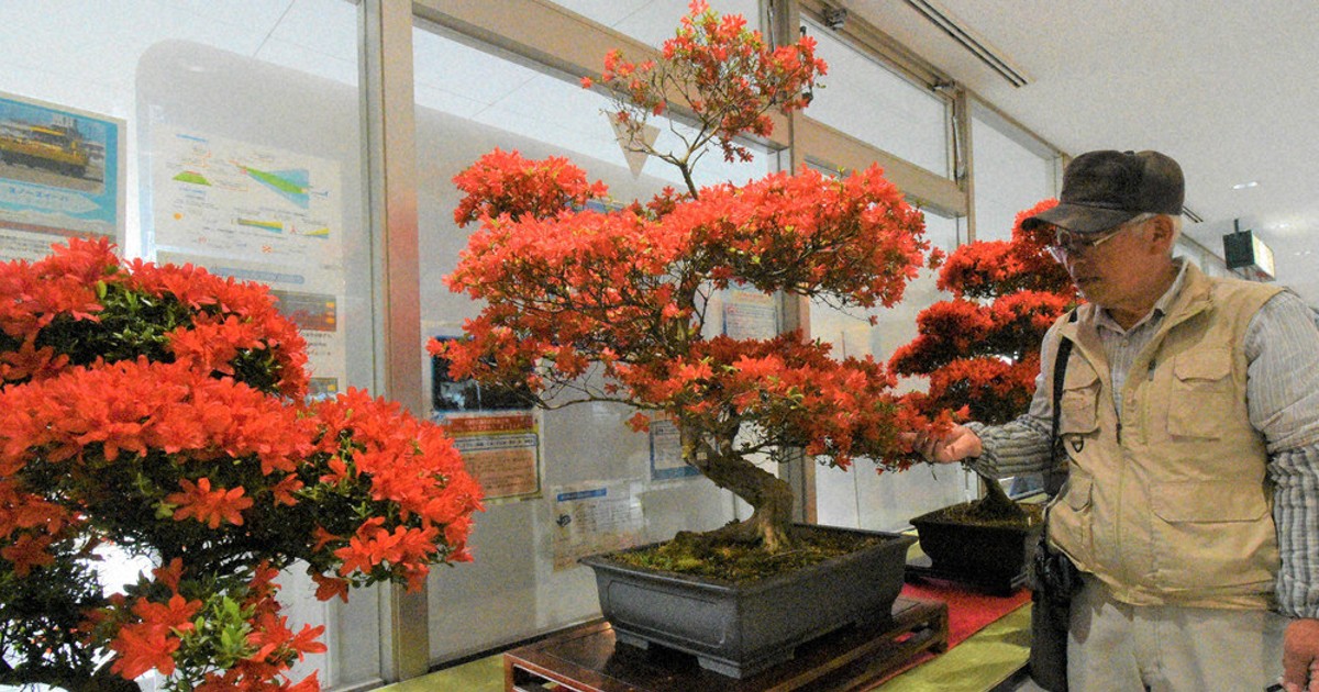 心癒やす深紅の花 キリシマツツジフェス 能登空港・あすまで ／石川
