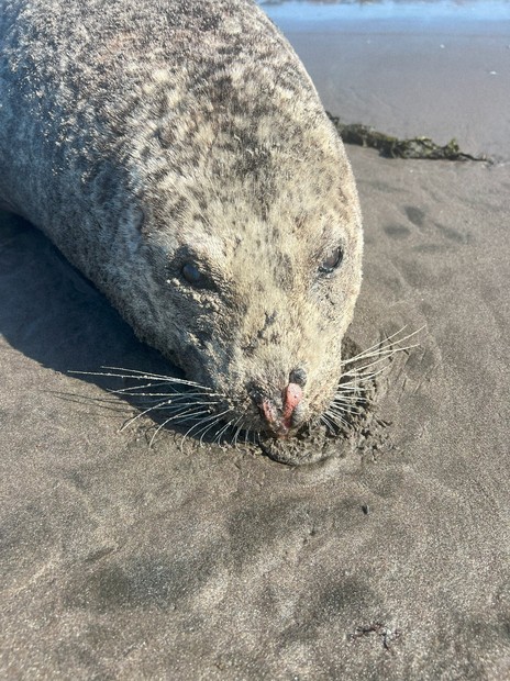 海鳥、アザラシ、ラッコが大量死、異常行動 北海道東部の異変 | 毎日新聞