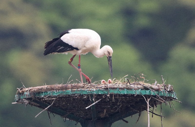 ほやほや 2羽ひょっこり 京丹後の巣塔 コウノトリ赤ちゃん誕生 ／京都