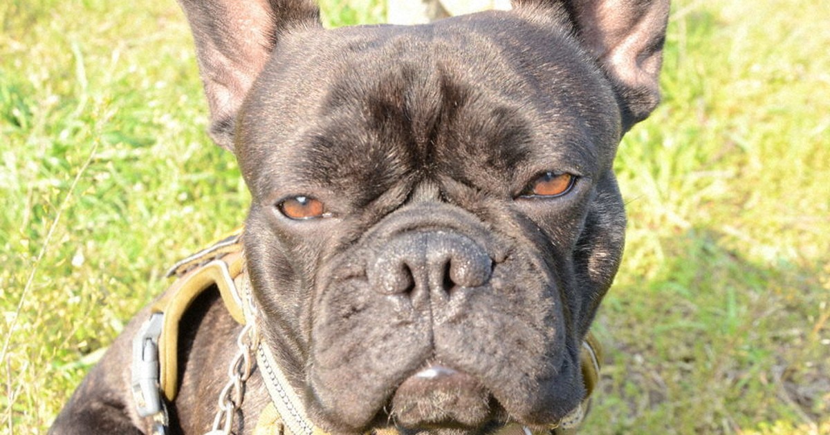 毎小ニュース：話題 嗅覚の劣るフレンチブルドッグ 集中力で未来を開く