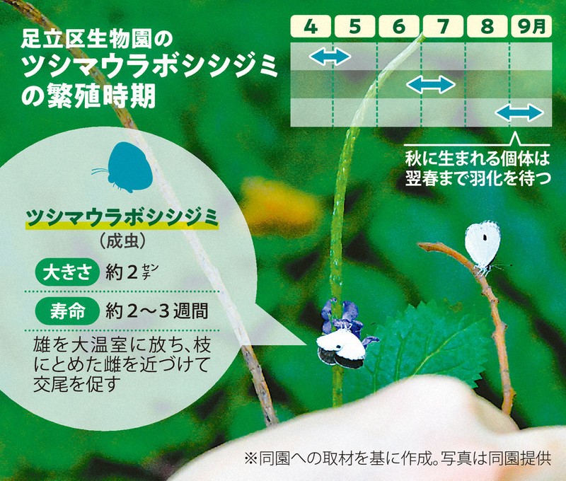 温室育ち」のチョウは島の夢を見る 東京の小さな生物園の挑戦 [写真