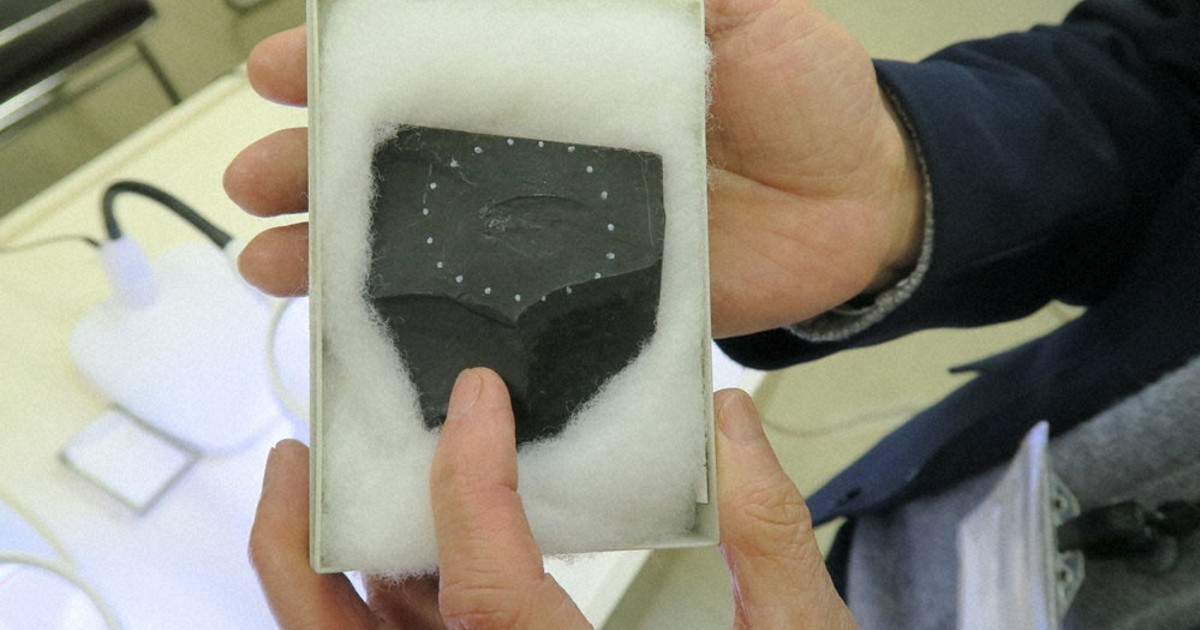 国産化石 パキ ２５１０１２－５ 国産化石 パキ 251012－5 Amazon | つくしサイエンス 三葉虫