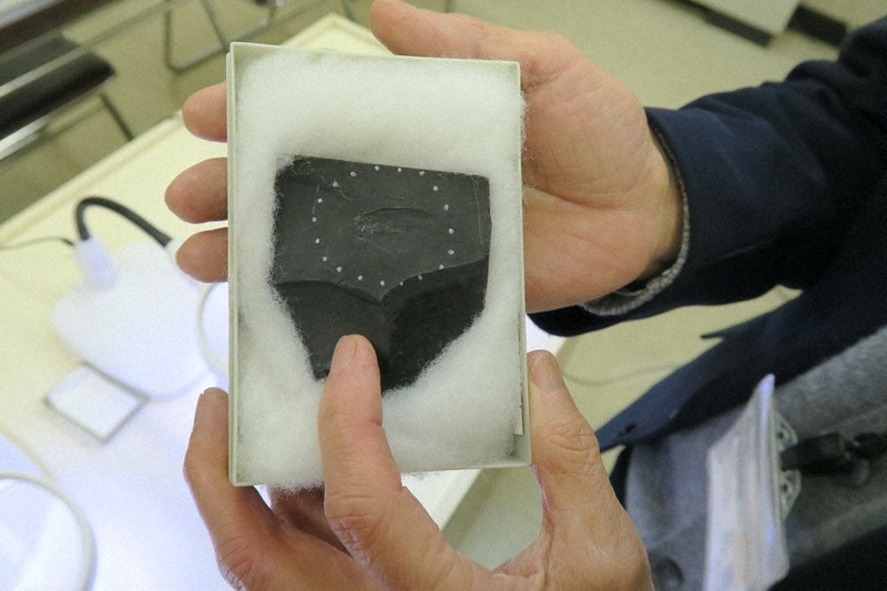 ハチの化石 世界最古で新種だった 山口で出土 8年かけ認定 | 毎日新聞