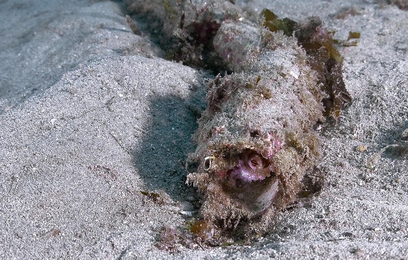 水中写真連載 So Blue：地球が「タコの惑星」になることは? 驚異的な