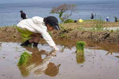 田植えが始まった白米千枚田＝石川県輪島市で2025年5月10日午前9時50分、岩本一希撮影