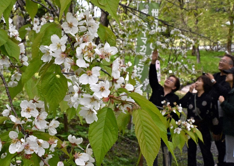 世界に一つだけの桜」満開 山形 ／山形 | 毎日新聞