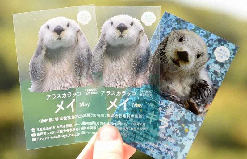 返礼品のラッコ名刺が好評 追加制作も検討 三重・鳥羽 | 毎日新聞