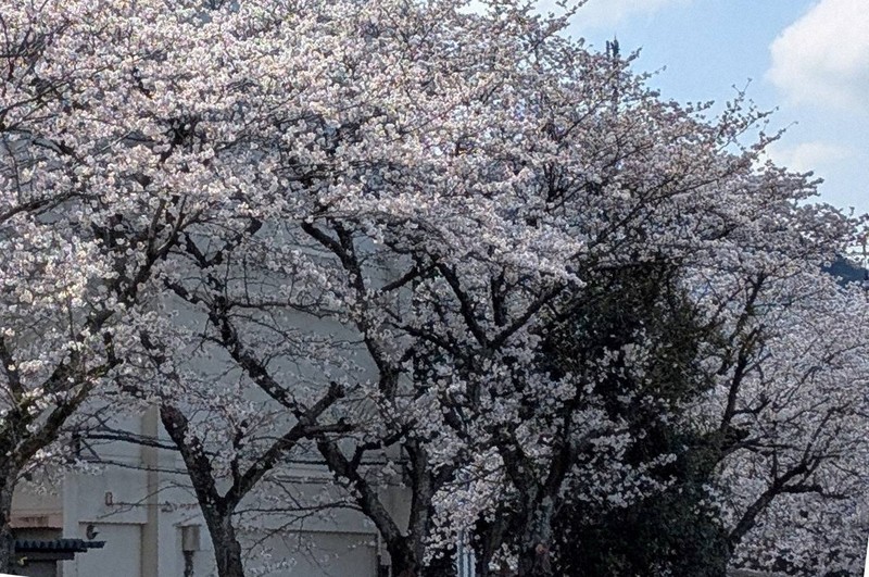 値下げ❗️山桜 サクラ 伐採 大木1本分全て　丸太　 サクラ(桜) 山桜(ヤマザクラ)大苗 - 果樹苗・大苗・苗木販売の隅田農園