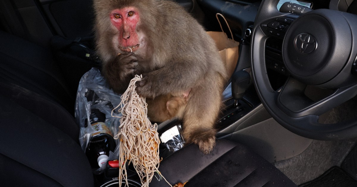 Beautiful Jungle：サルにカージャックされた日 長野・志賀高原で悪戦