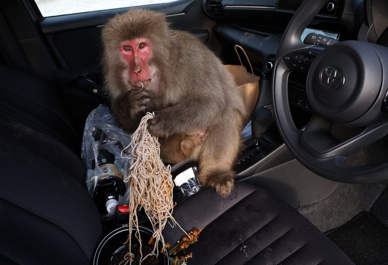 Beautiful Jungle：サルにカージャックされた日 長野・志賀高原で悪戦